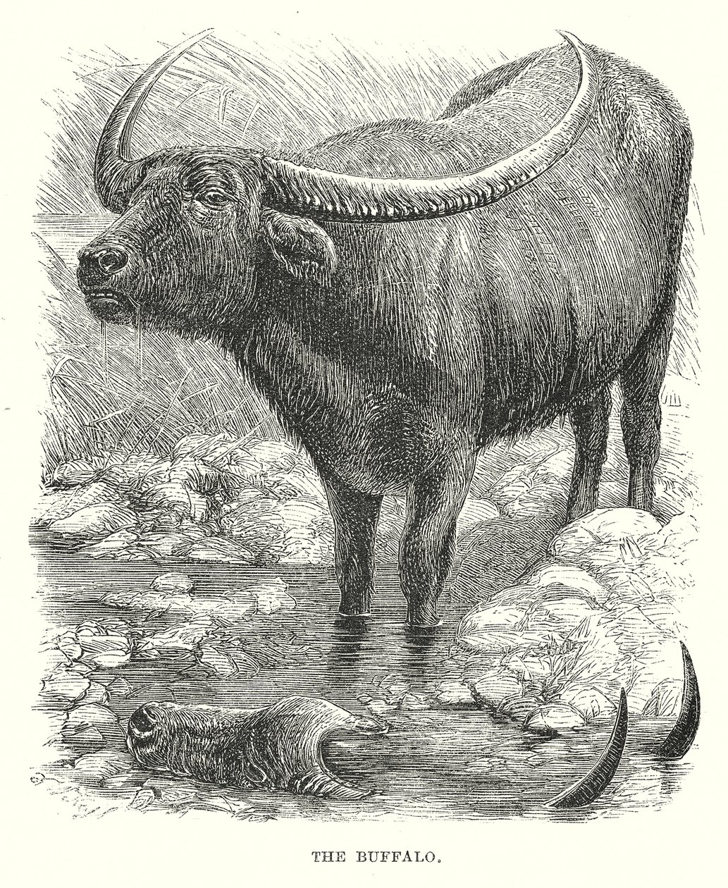 Le Buffle (gravure) - English School