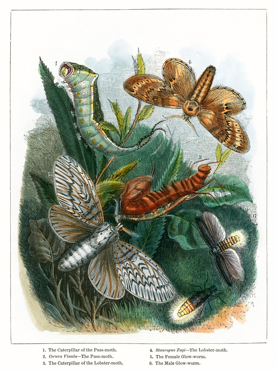 Le vivarium à papillons (gravure colorée) - English School
