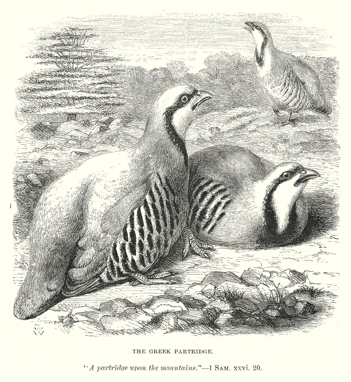 La perdrix grecque (gravure) - English School