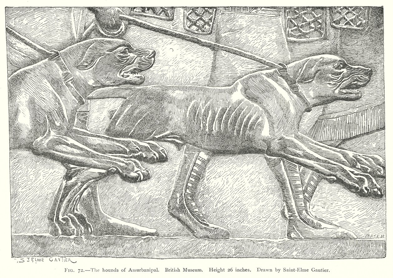 Les chiens d