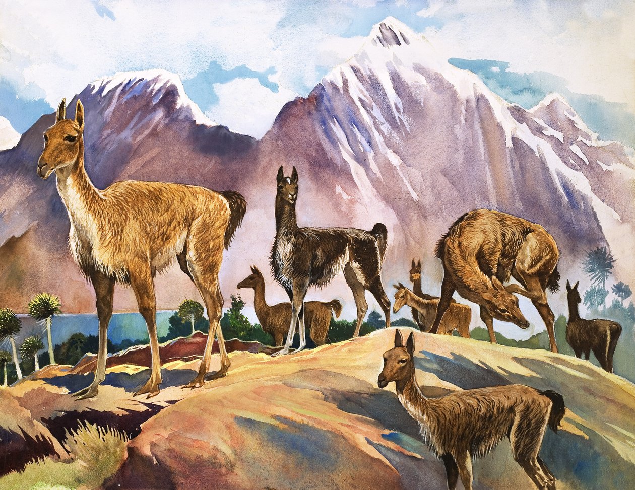 Le lama, illustration tirée de "Wonders of Nature" (Merveilles de la nature) - English School