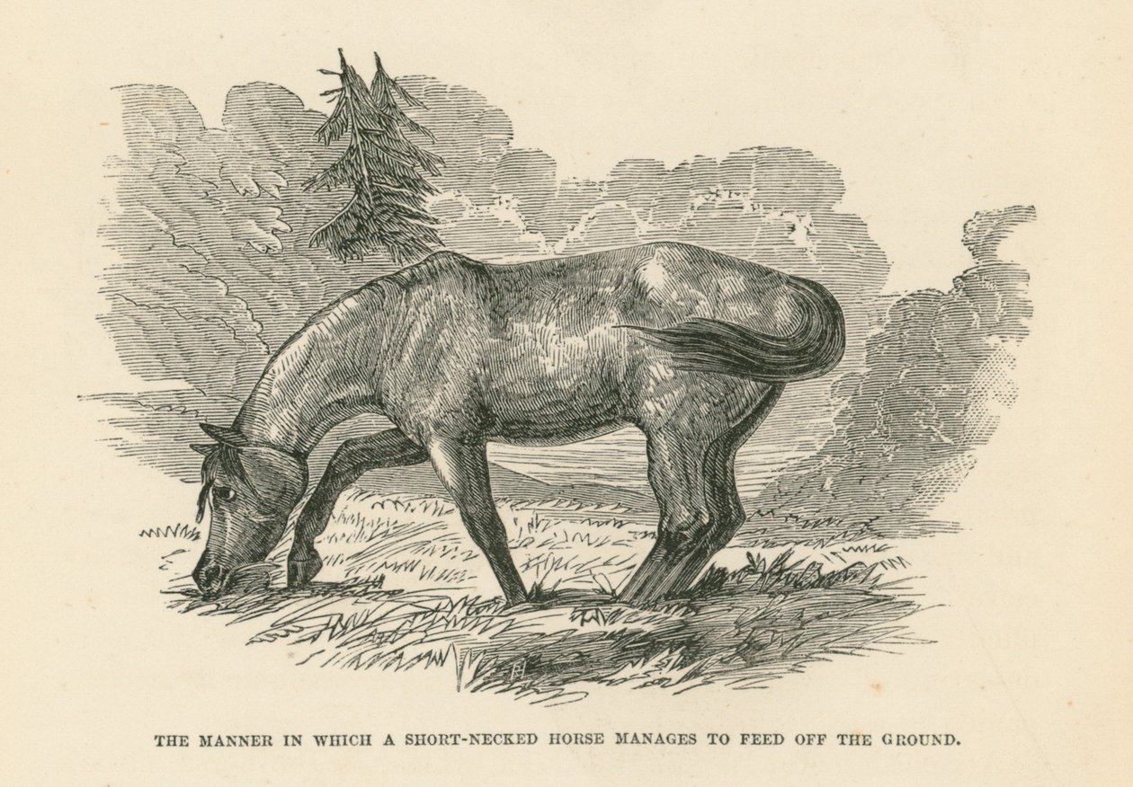 La manière dont un cheval à cou court parvient à se nourrir sur le sol (gravure) - English School