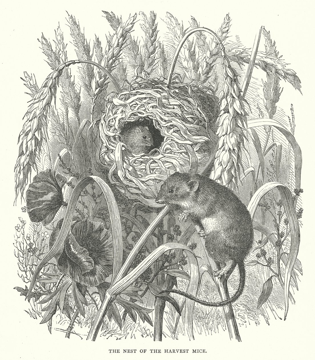 Le nid des souris de la moisson (gravure) - English School