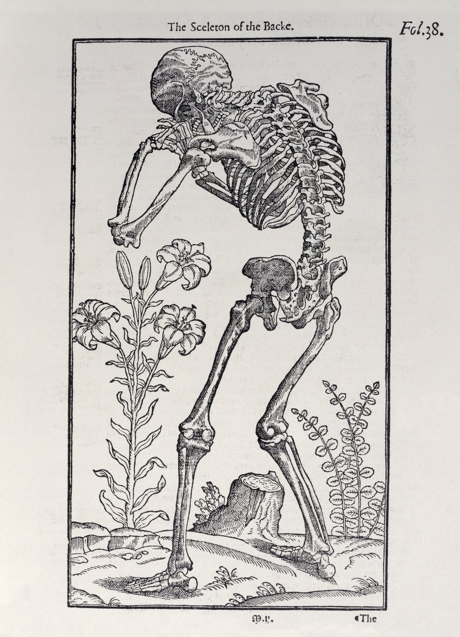 Le squelette du dos, planche de The Historie of Man publiée par John Banister, 1578 - English School