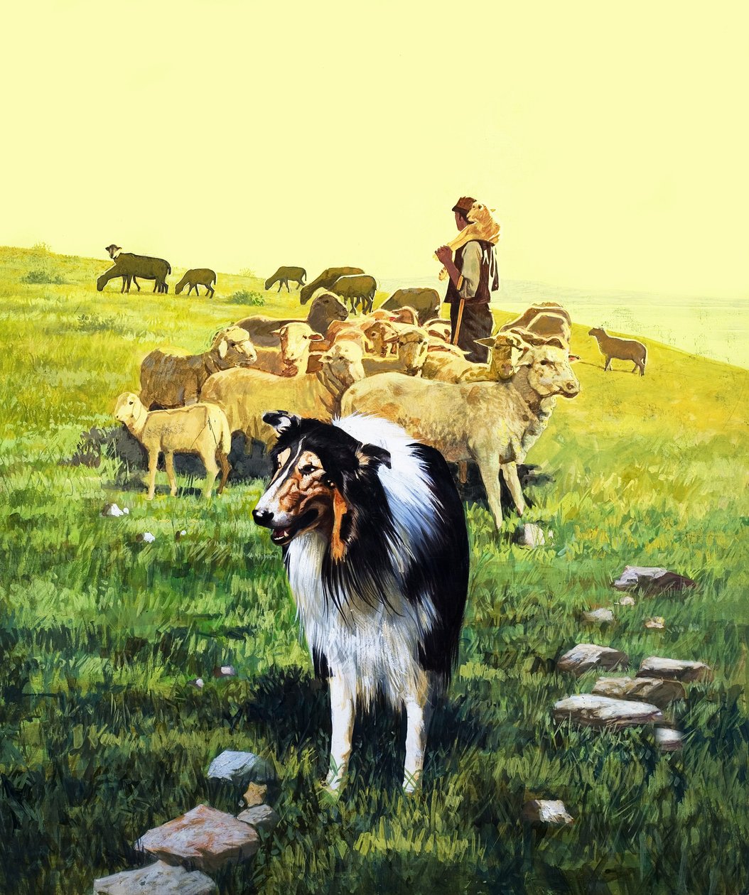 Le chien de berger, illustration de "Il était une fois". - English School