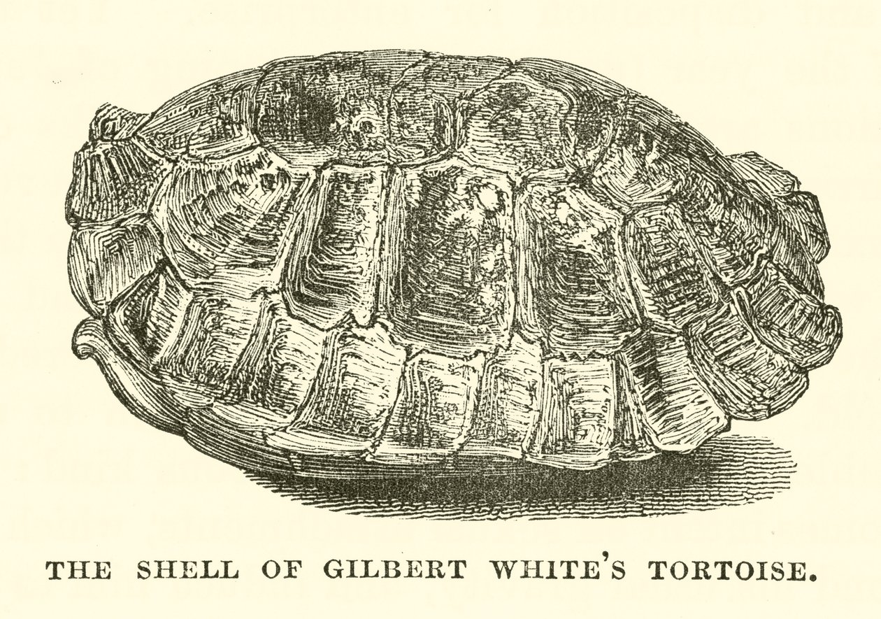 La carapace de la tortue de Gilbert White (gravure) - English School