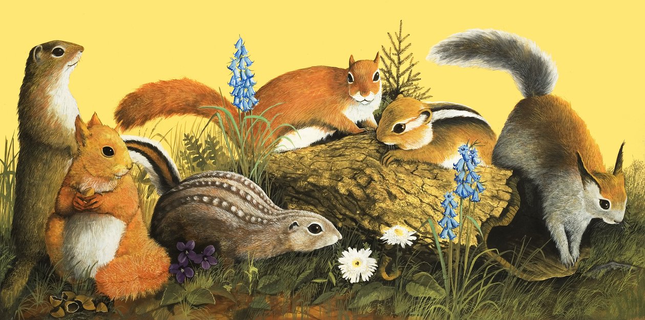 La famille écureuil, illustration de "Il était une fois" (gouache sur papier) - English School
