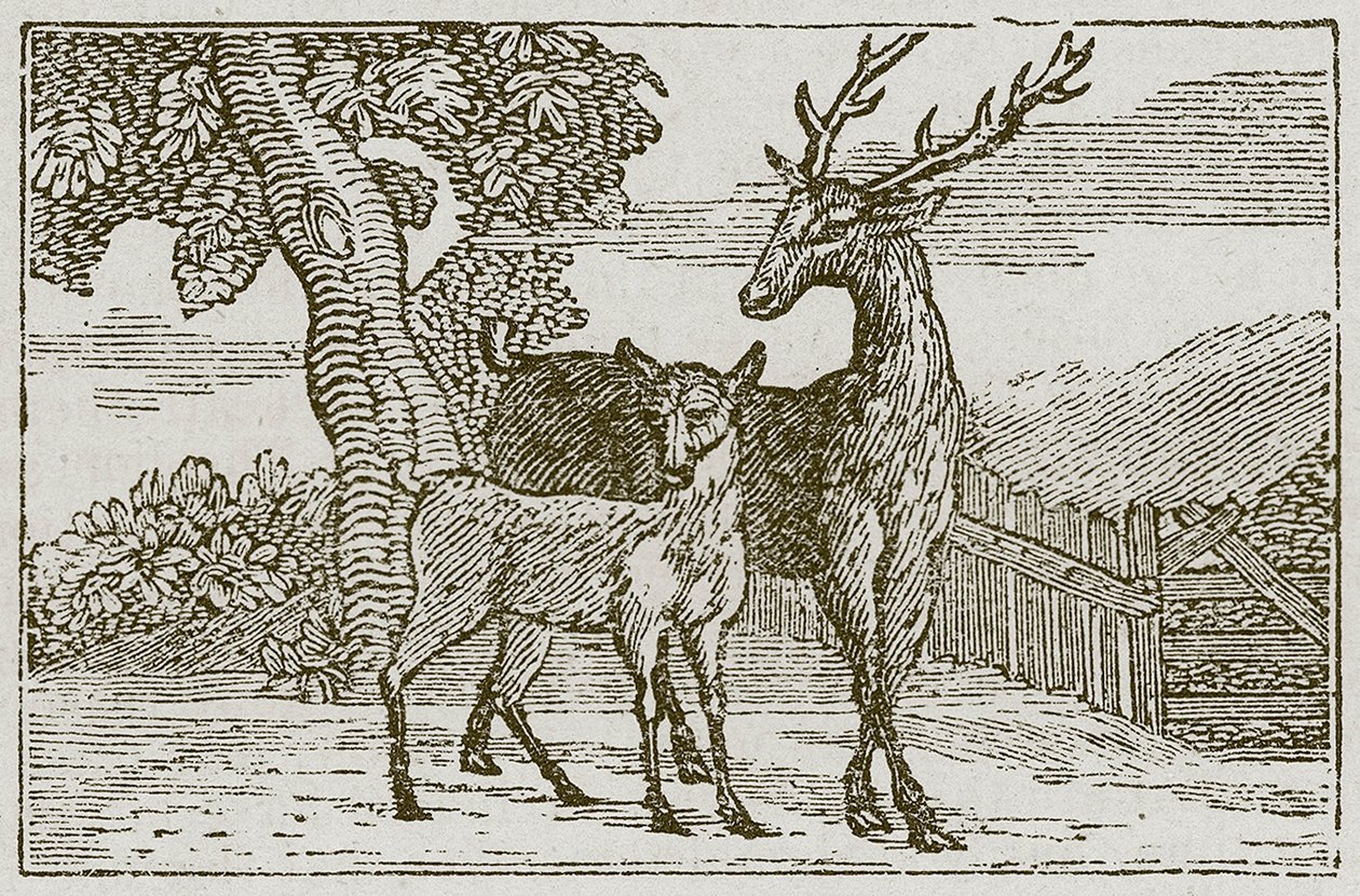 Le cerf et le fauve (gravure) - English School