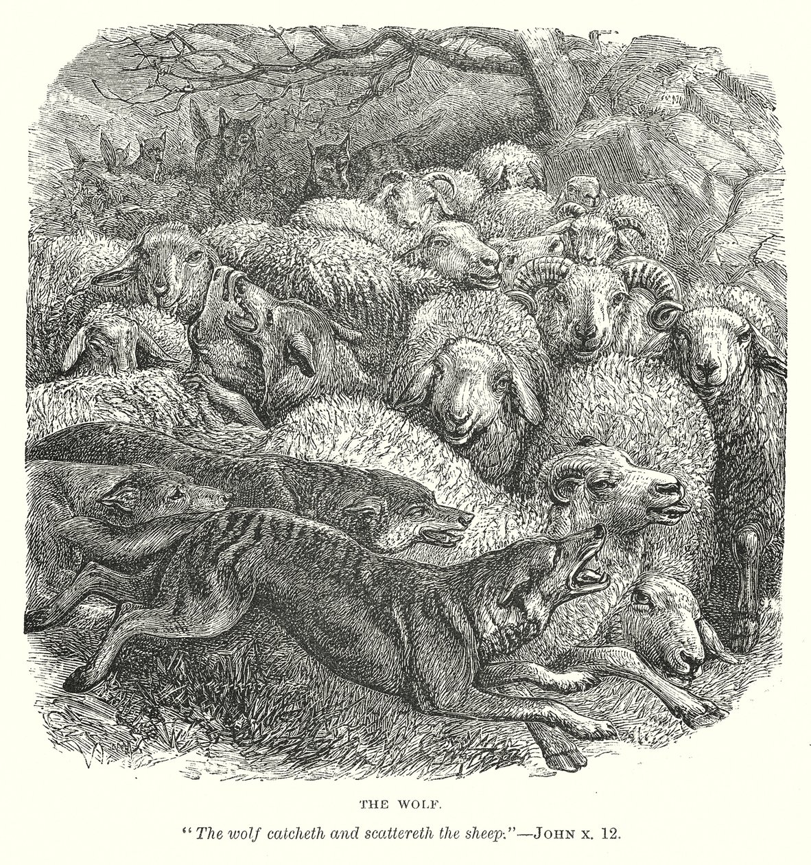 Le loup (gravure) - English School