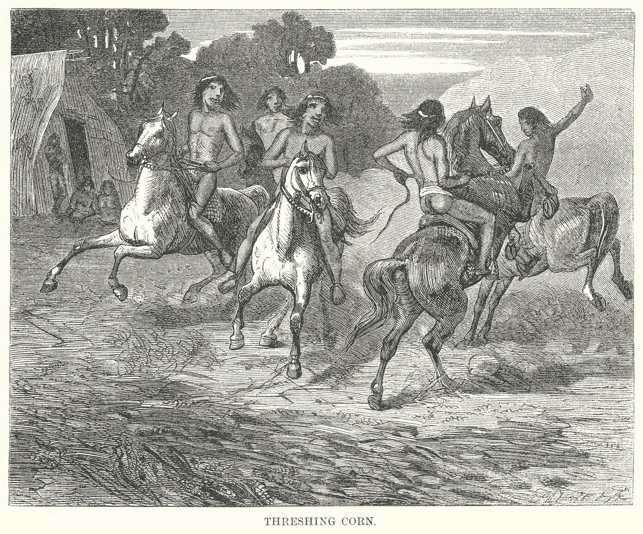 Battage du maïs (gravure) - English School