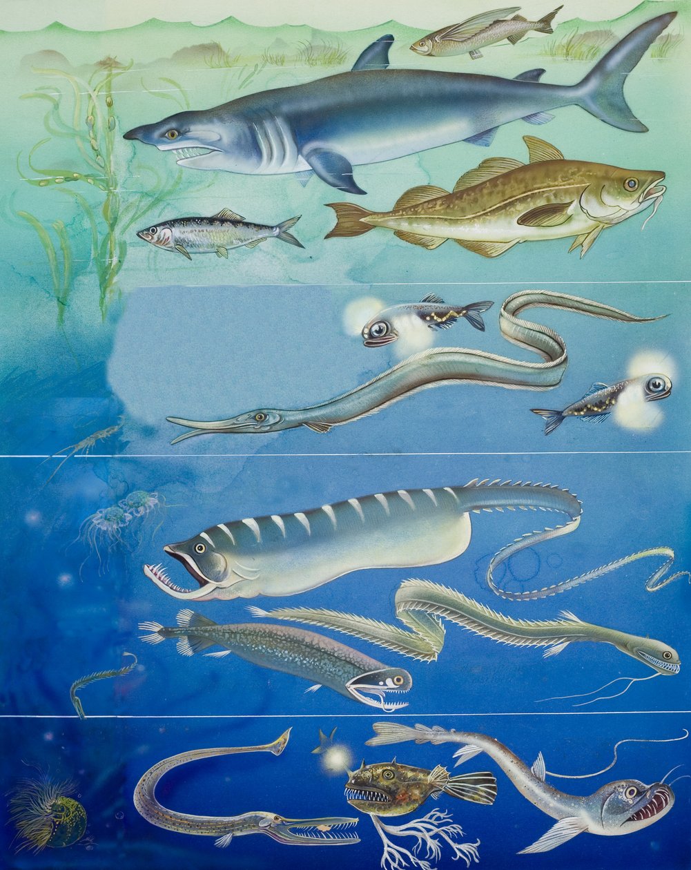 Montage de créatures sous-marines (gouache sur papier) - English School