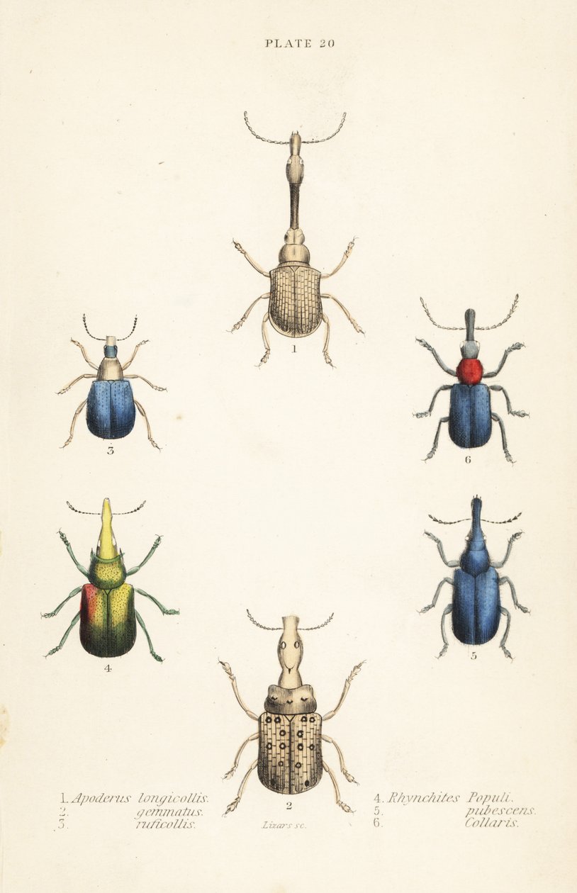 Charançons : Attelabus longicollis 1, Attelabus gemmatus 2, Attelabus ruficollis 3, Byctiscus populi 4, Rhycnhites pubescens 5, et Rhynchites collaris 6 - English School