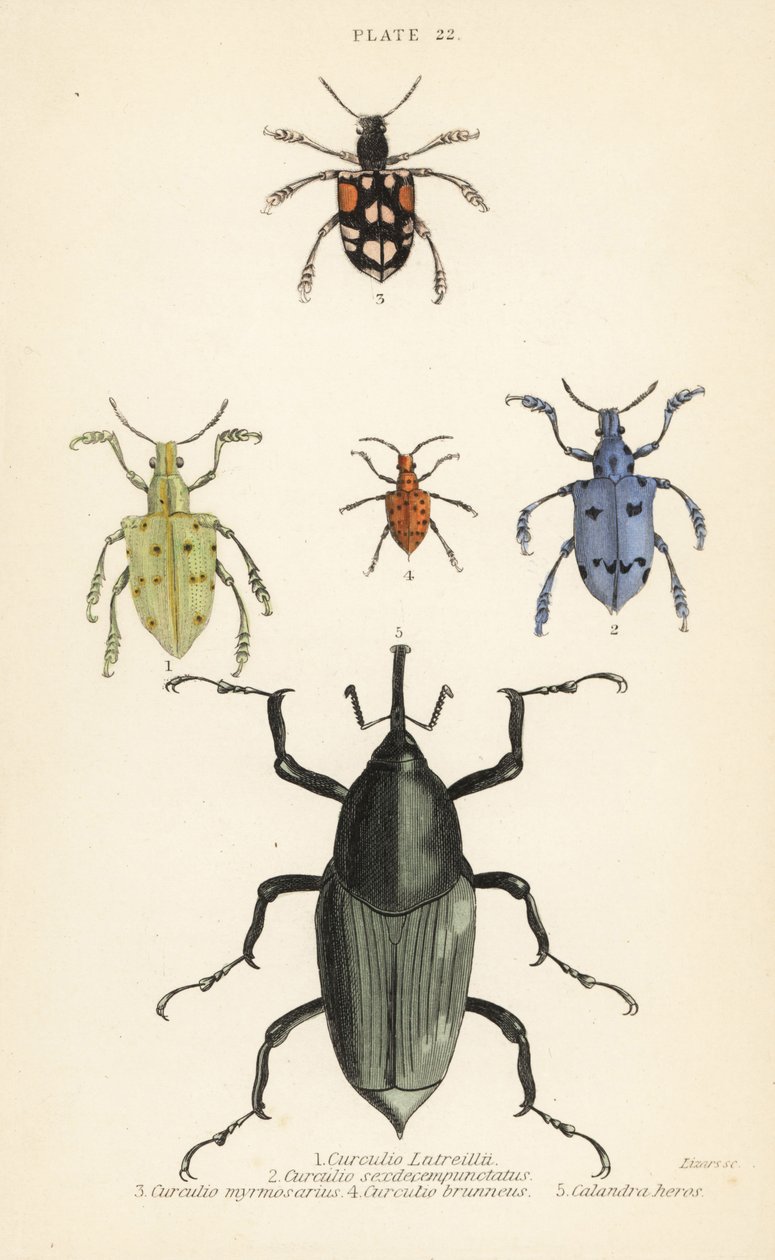 Charançons et coléoptères : Curculio latreillii 1, Curculio sexdecempunctatus 2, Trichaptus mutillarius 3, Pissodes castaneus 4 et Calandra heros 5 - English School