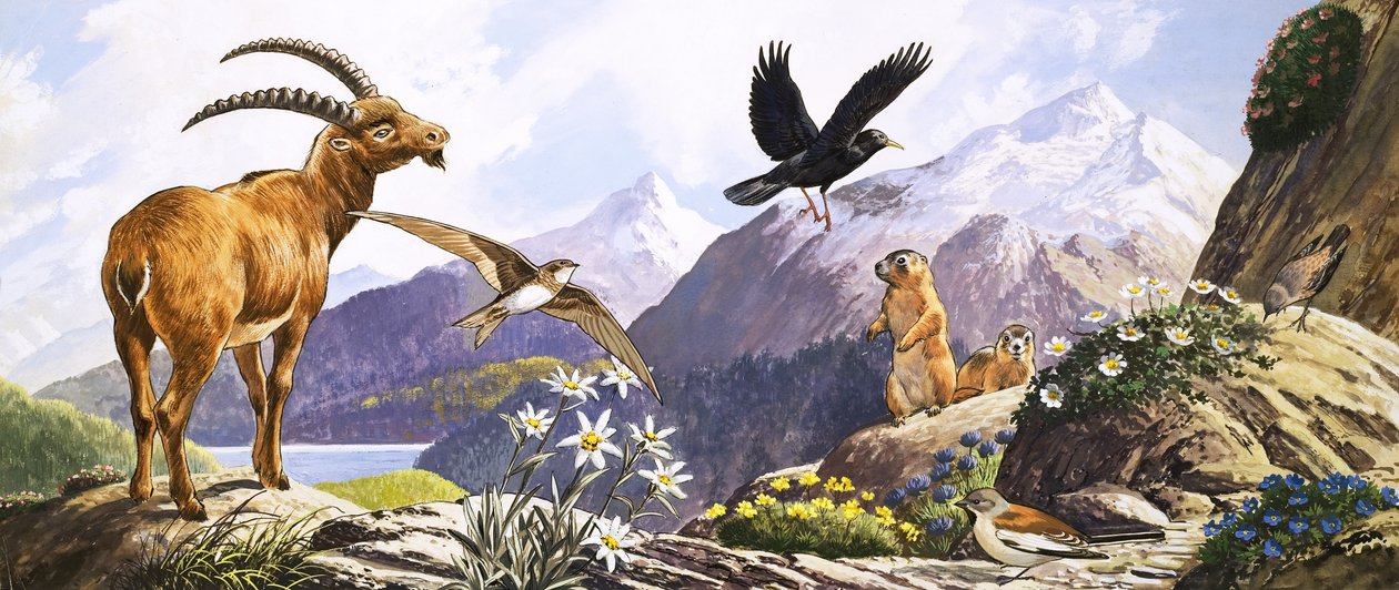 La vie sauvage en Europe centrale, illustration de "Nature