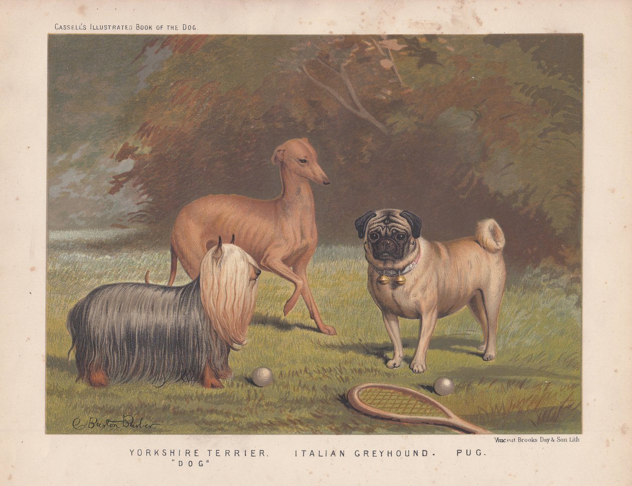 Yorkshire terrier, lévrier italien et carlin avec raquette et balles de tennis - English School