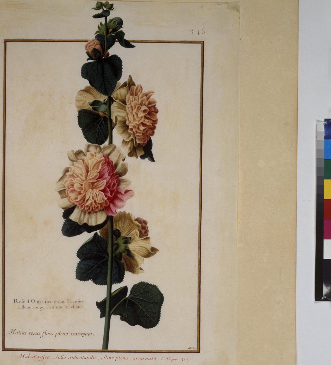 Pleine page : étude de plantes, vers 1650-75 - Erich Lessing