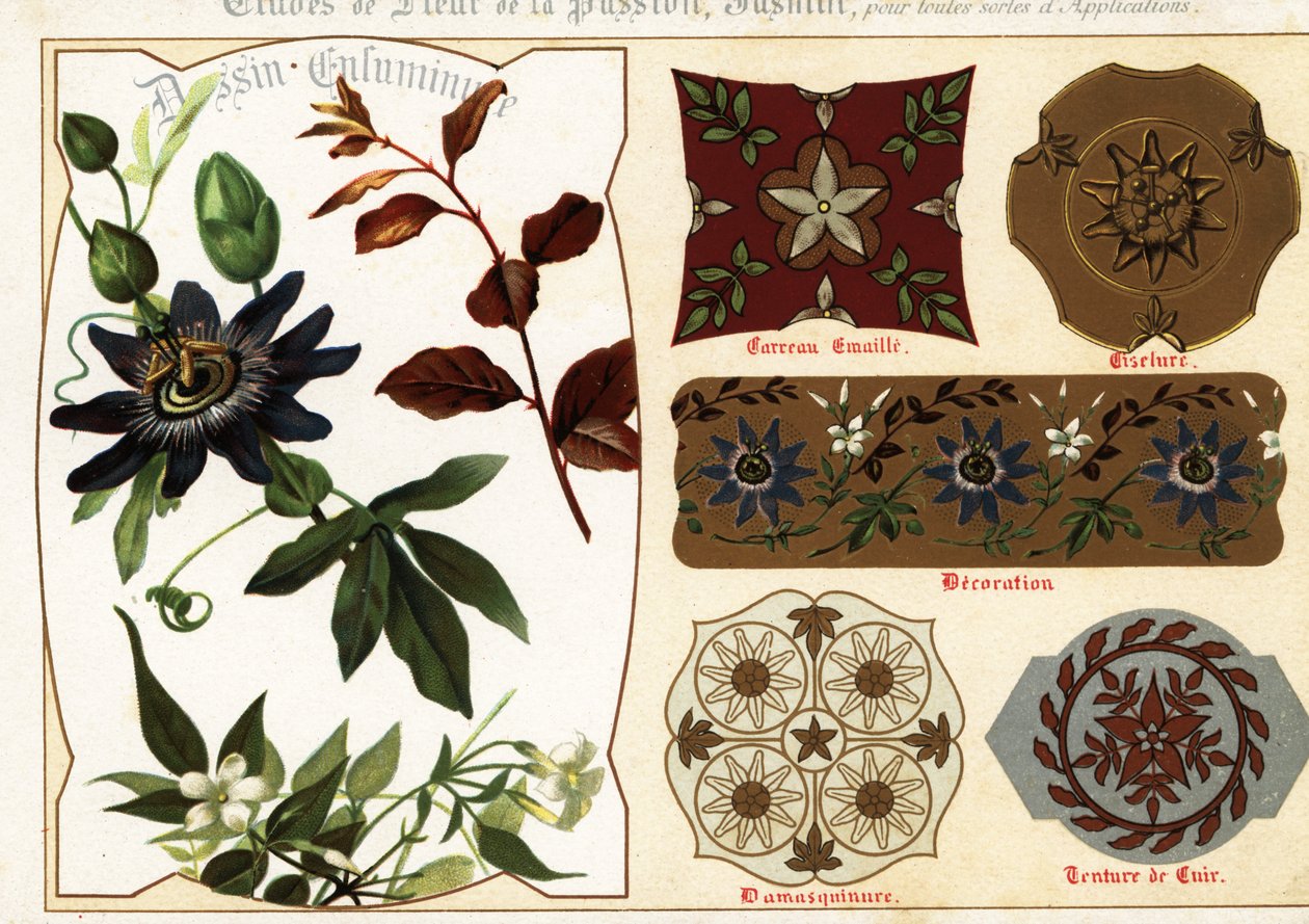 Images de jasmin et de passiflore à partir de manuscrits et leur a - Ernest Guillot