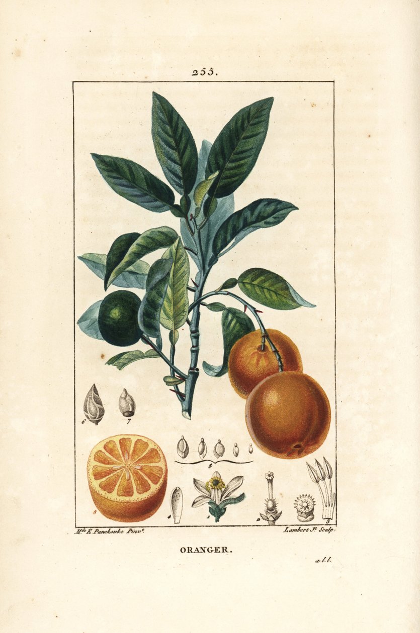 Bigaradier, orange - Ernestine Panckoucke