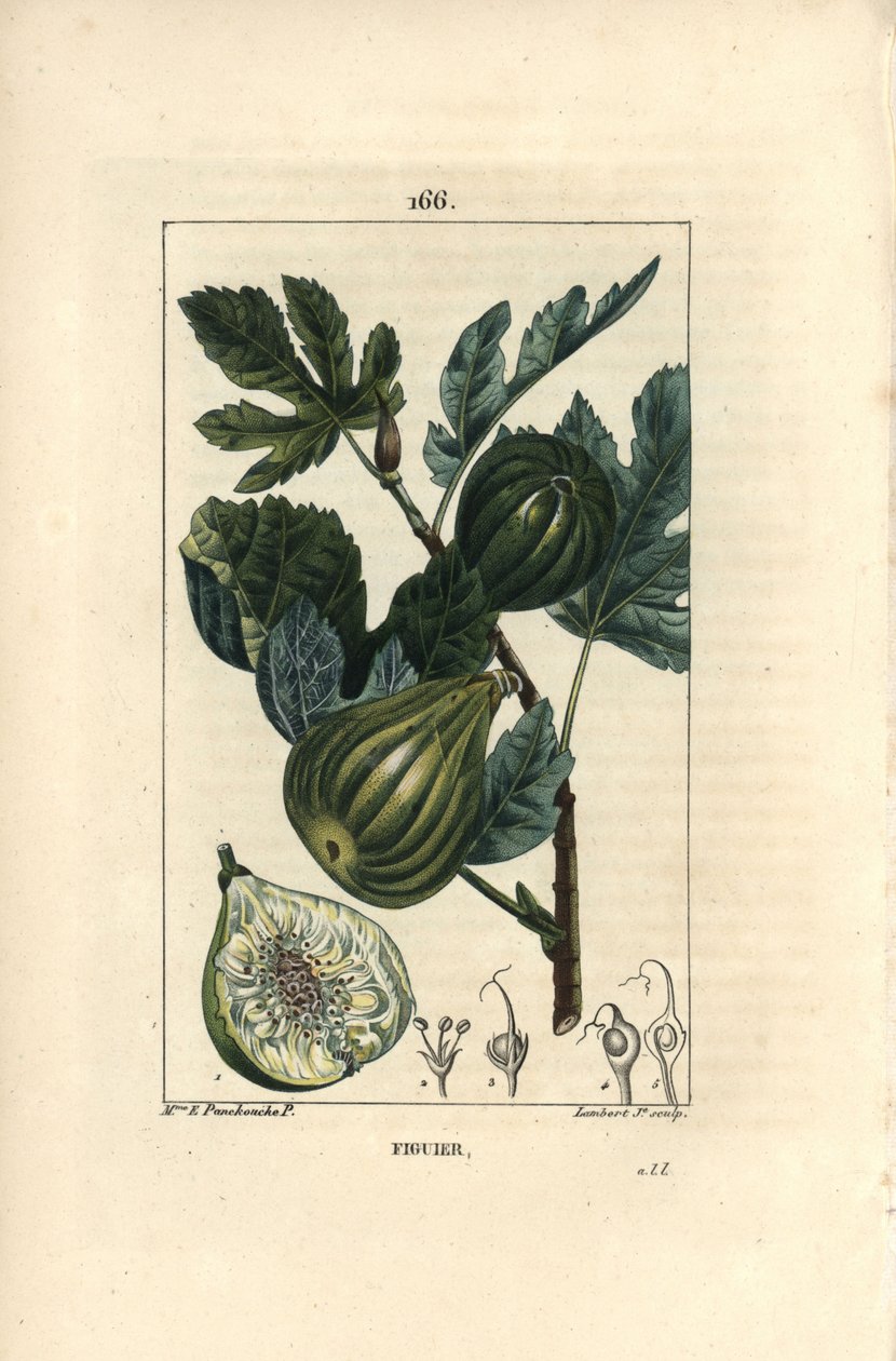 Branche de figuier avec figues - Ernestine Panckoucke