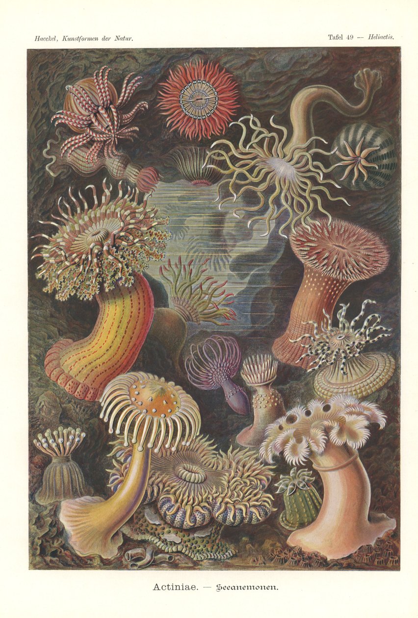 Actinies - Anémone de mer, Pl.49, de 