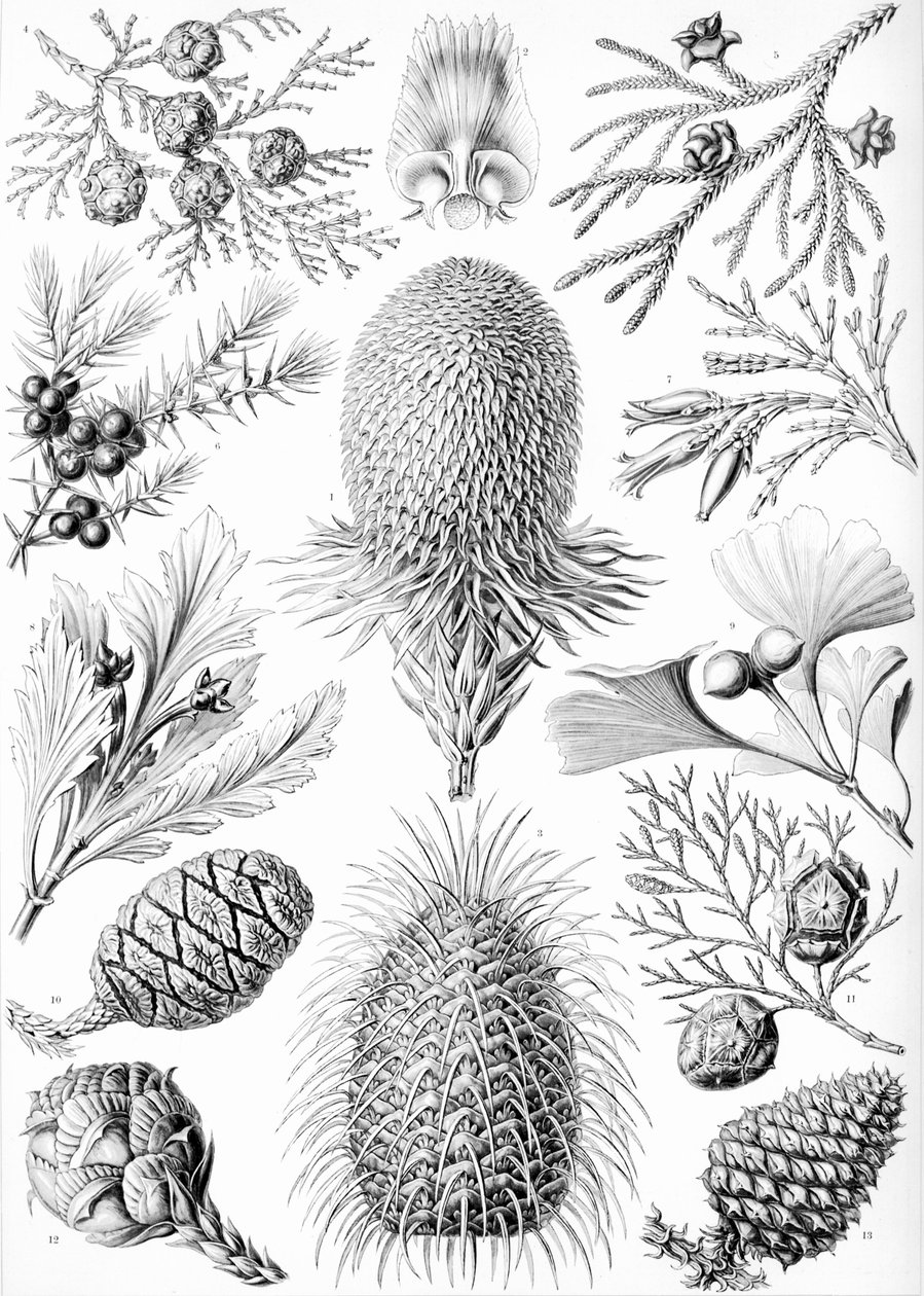 Exemples de Coniferae de 