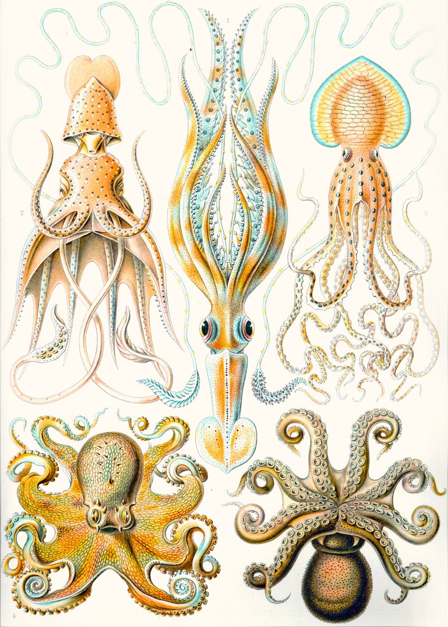 Exemples de divers Céphalopodes 