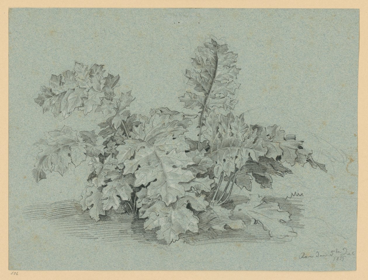 Plante d