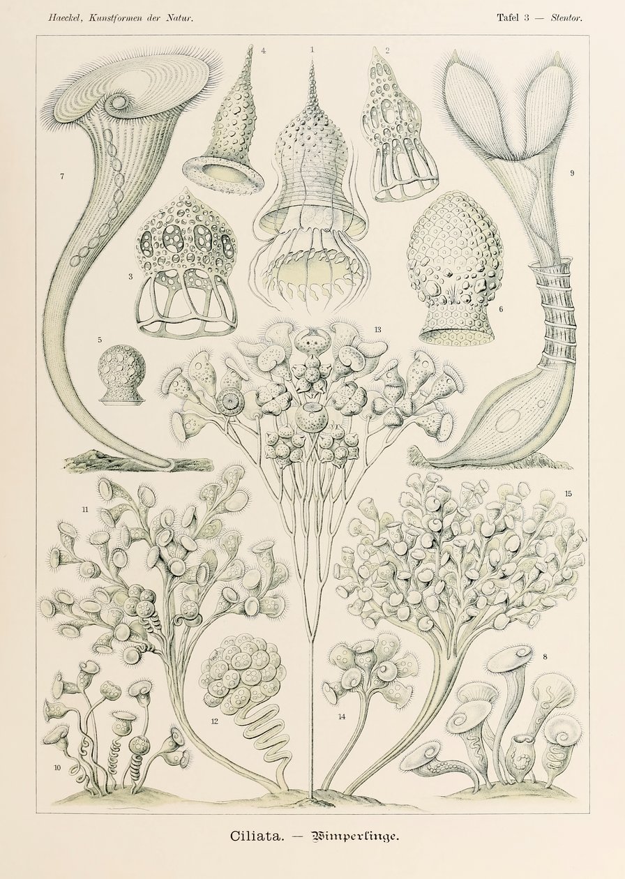 Planche 3 Stentor Ciliata de 