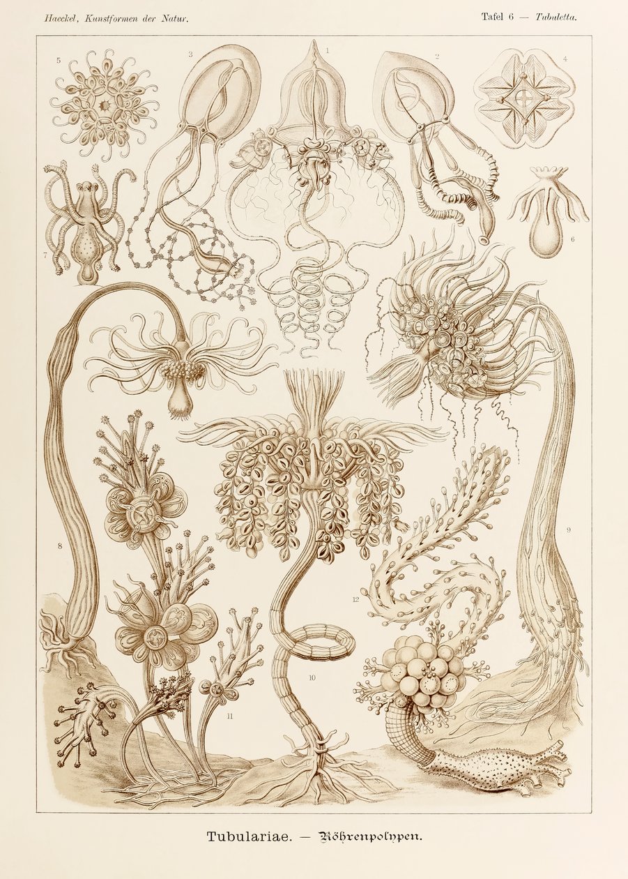 Planche 6 Tubuletta Tubulariae de 