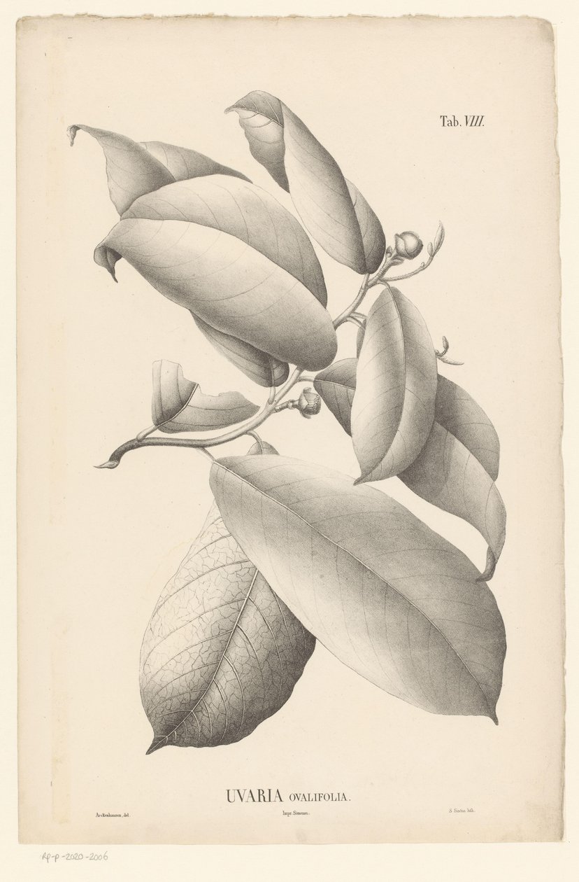 Branche avec feuilles et boutons floraux Uvaria Ovalifolia - Ernst Philipp Sixtus