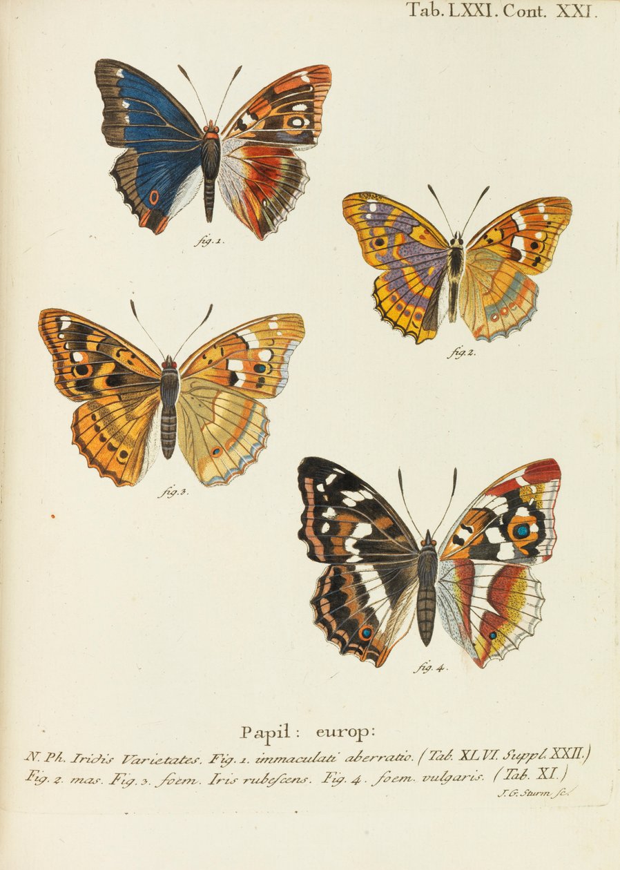 Die Schmetterlinge, 1777-1794 - Eugen Johann Christoph Esper