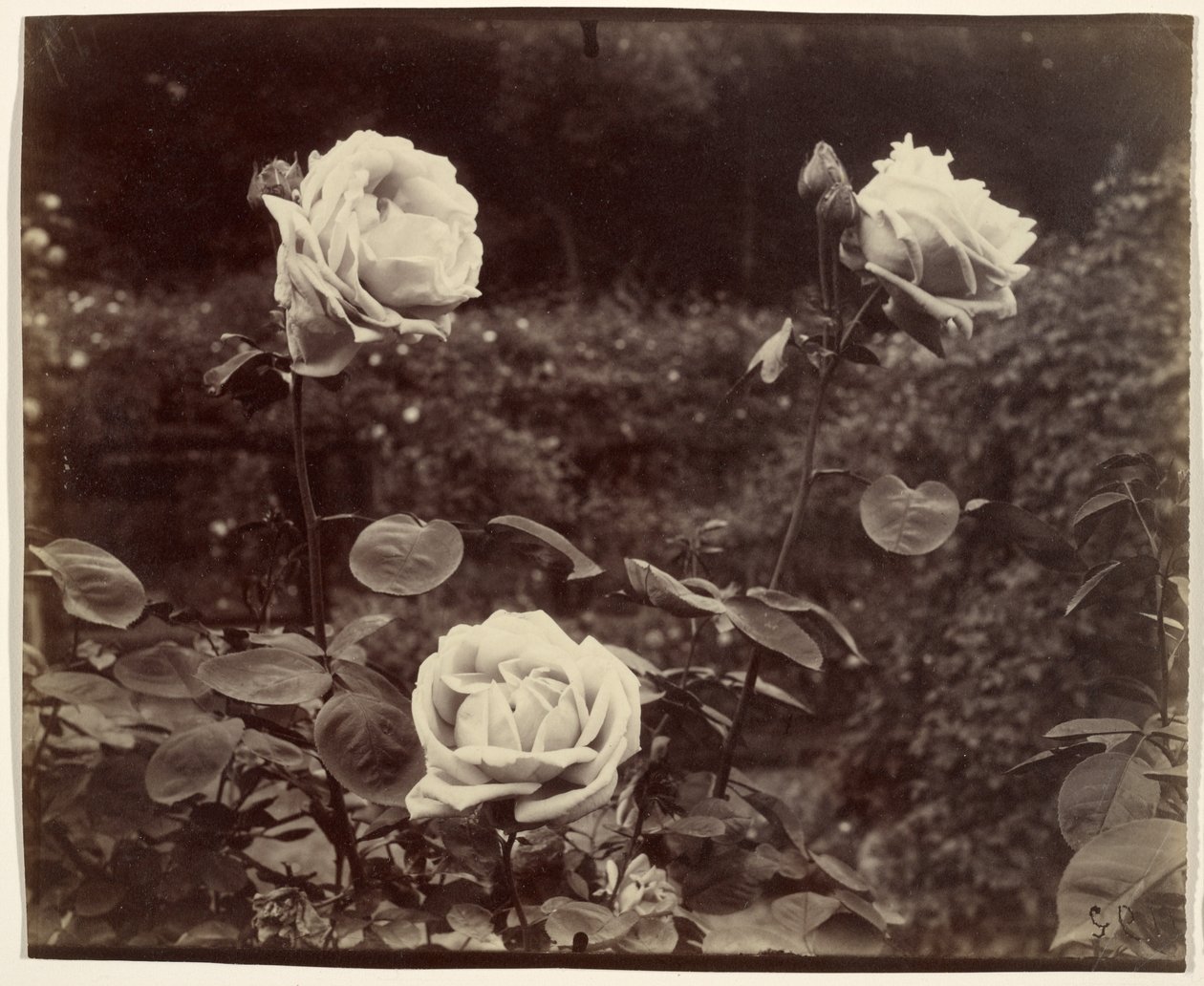 Roses - Eugène Atget