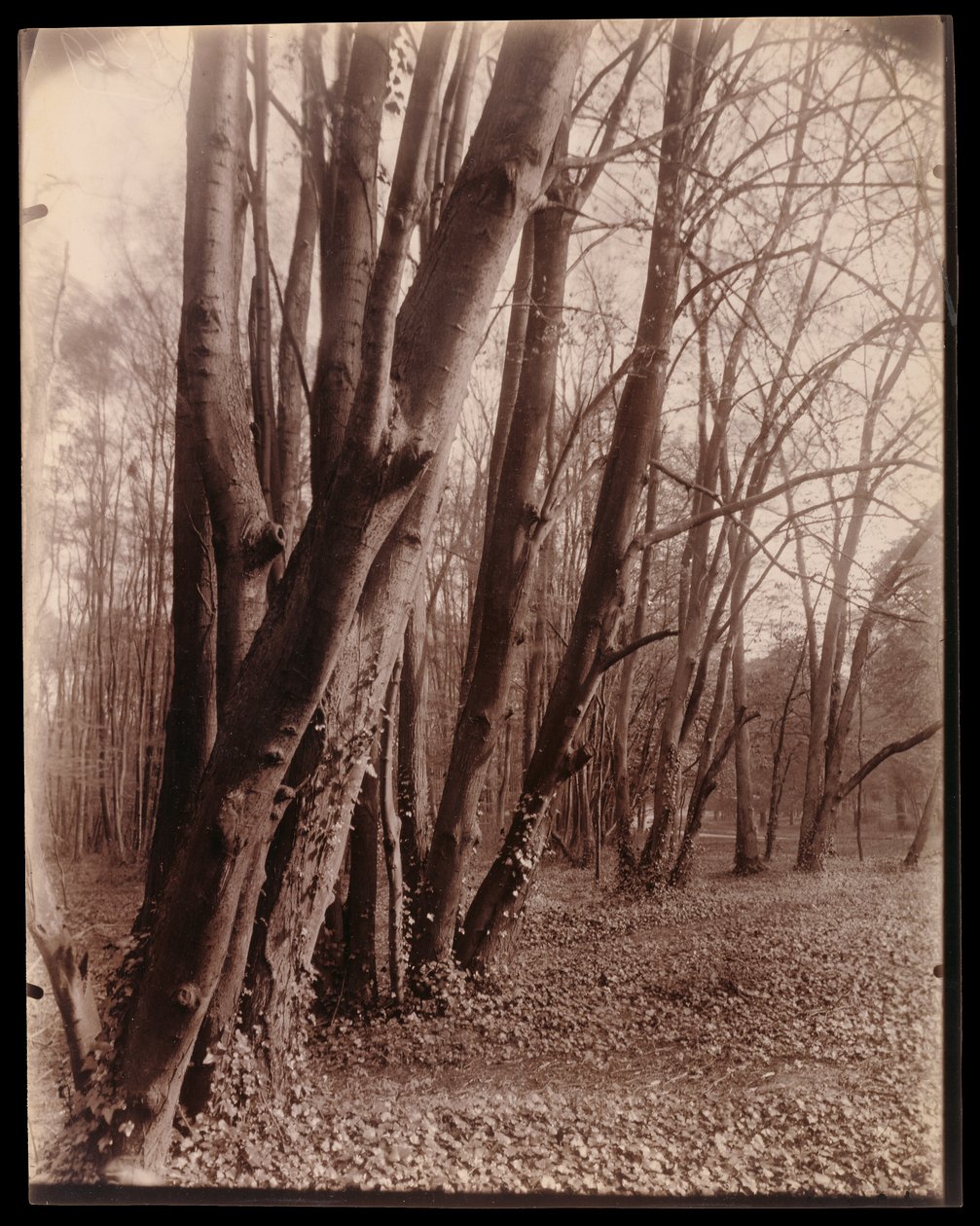 Le parc de Saint-Cloud - Eugène Atget
