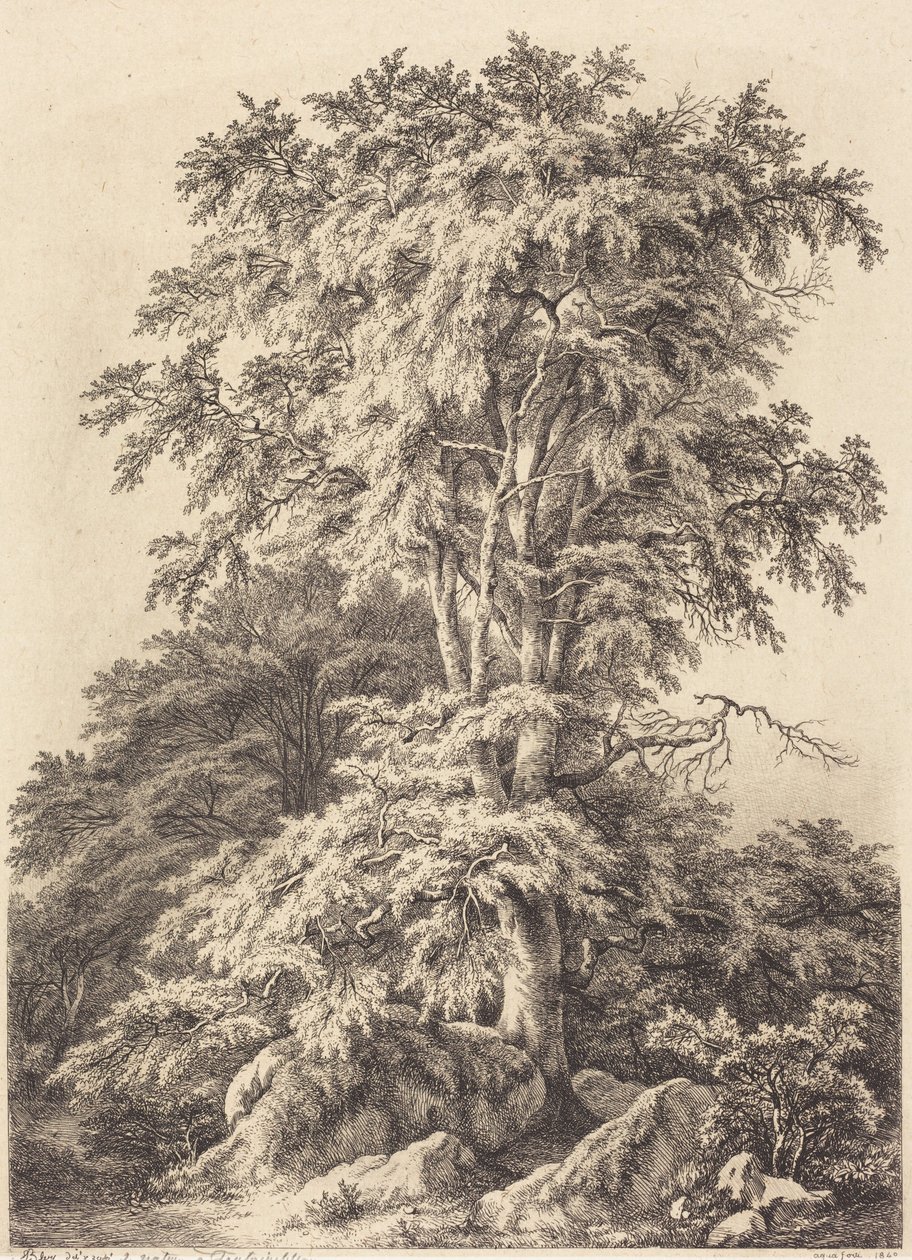 Hêtraie - Eugene Bléry