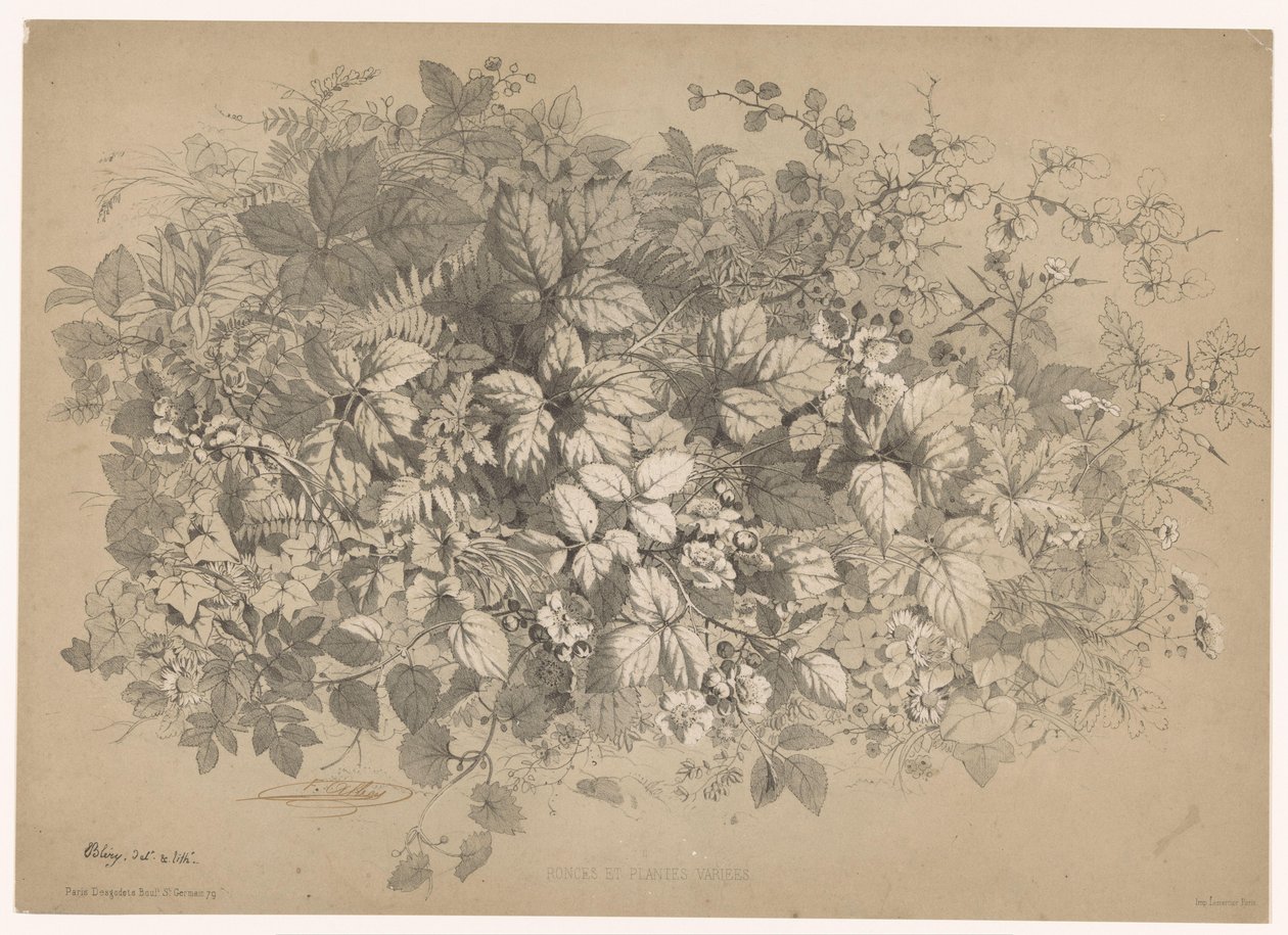 Mûres et autres plantes - Eugene Bléry