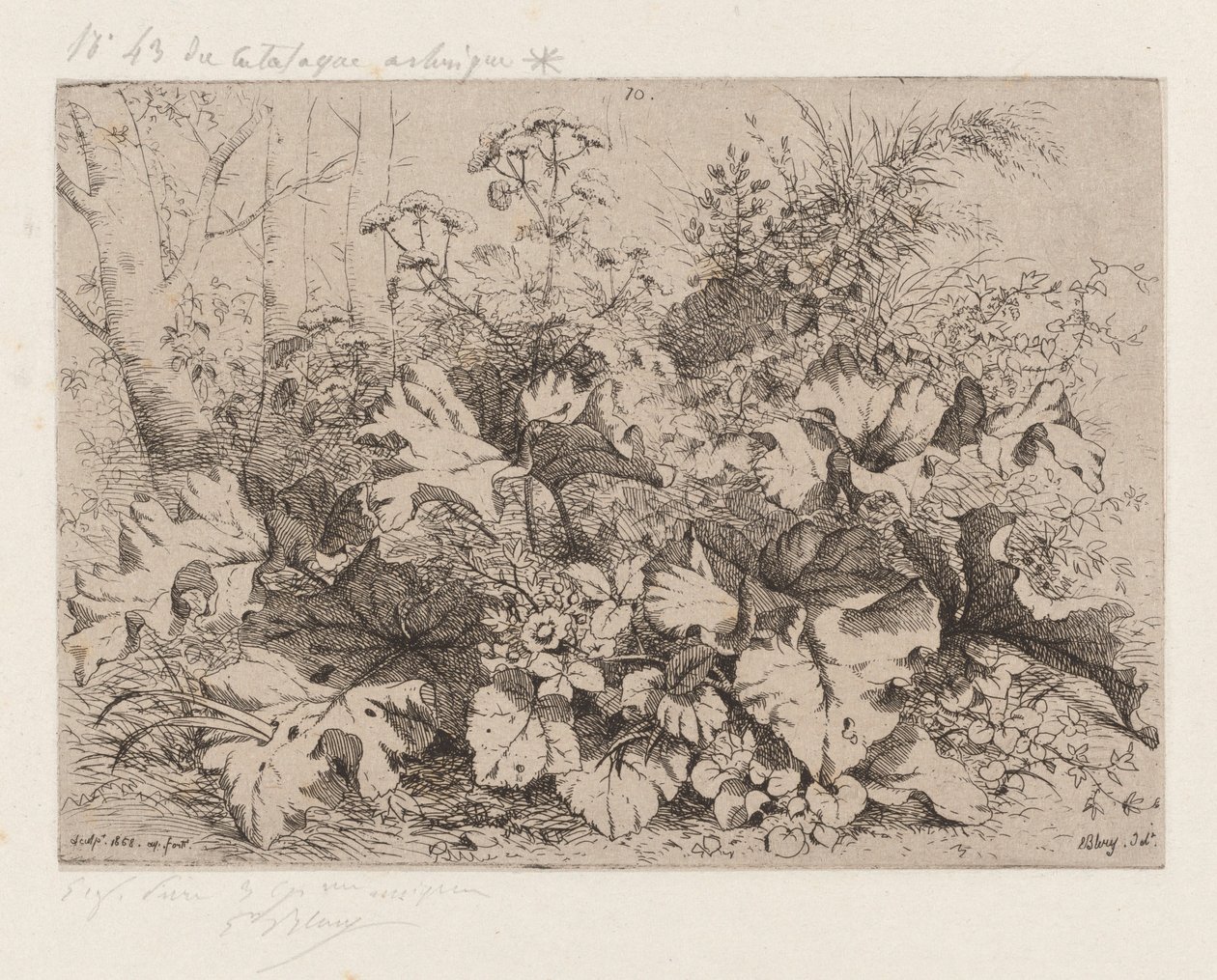 Bardane en fleur - Eugene Bléry