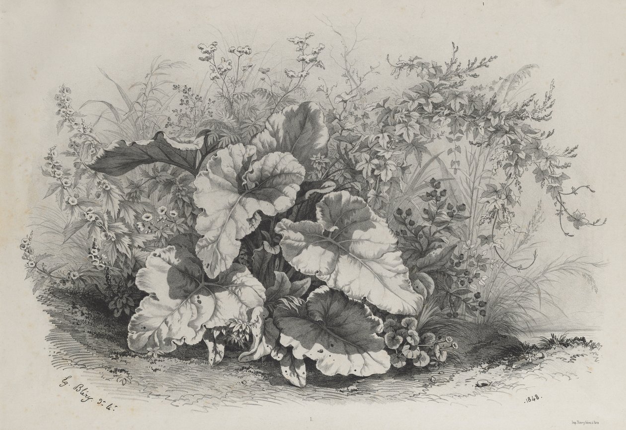 Étude de plantes du groupe de diverses plantes dessinées et lithographiées d