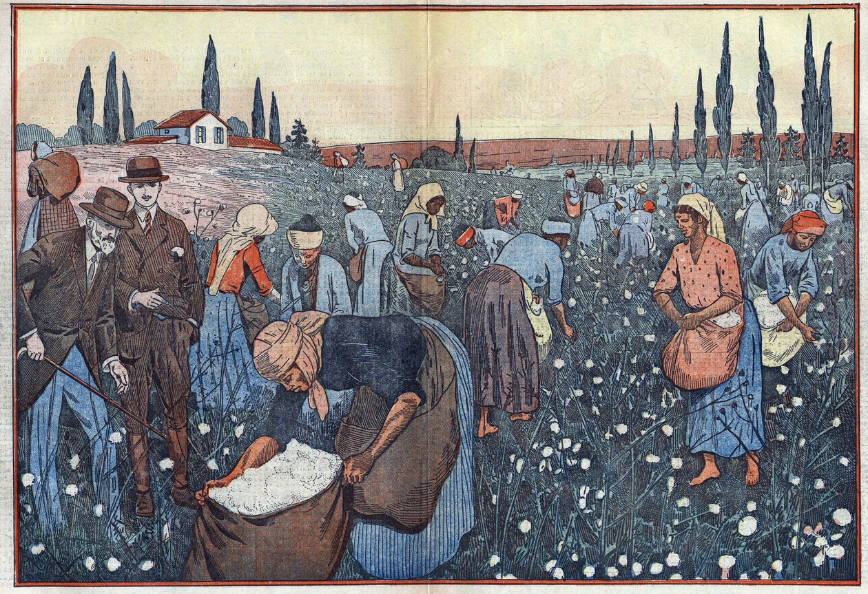La récolte du coton, près d