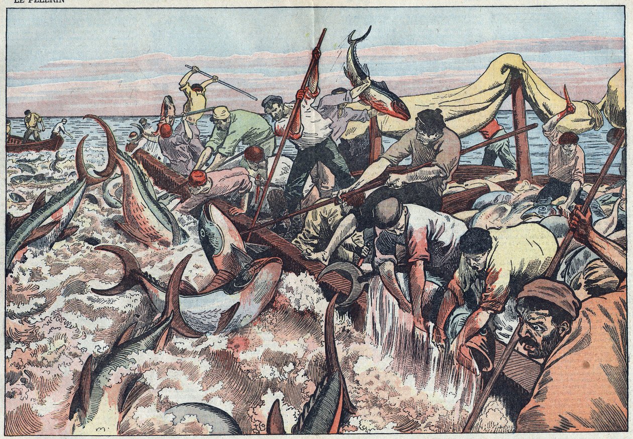 Pêche au thon en Tunisie - Le thon est attrapé dans le dernier filet connu sous le nom de « corpo », il est harponné et hissé dans le bateau de pêche. Illustration de Damblans. Dans « Le Pèlerin » du 30 août. - Eugene Damblans