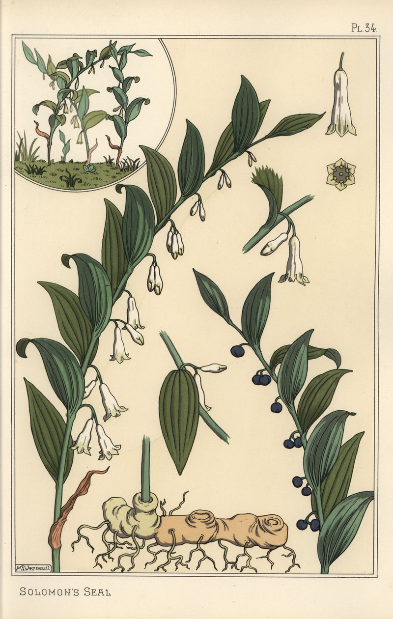 Illustration botanique du sceau de Salomon, Polygonatum multiflorum - Eugene Grasset