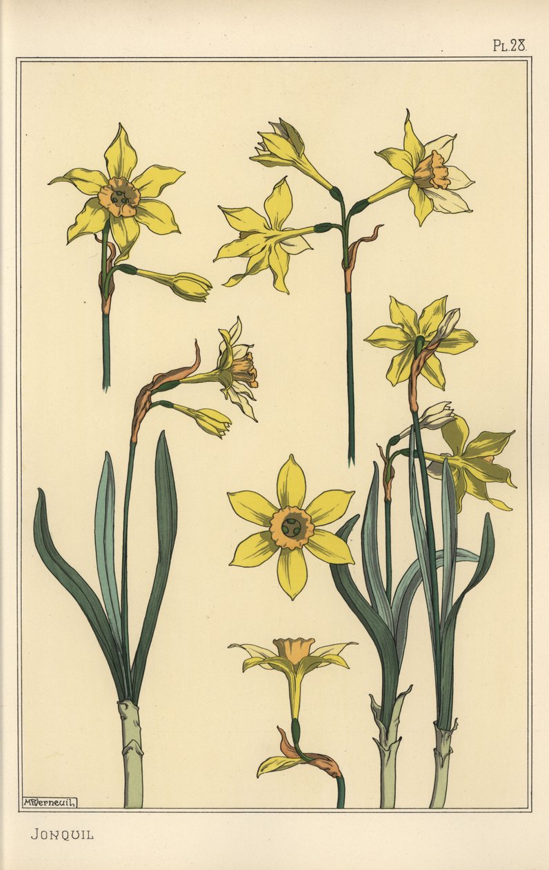Illustration botanique du jonquille, Narcissus jonquilla, montrant les parties de la fleur - Eugene Grasset