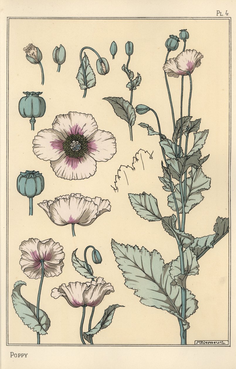 Illustration botanique du pavot, avec parties de la fleur, capsule d