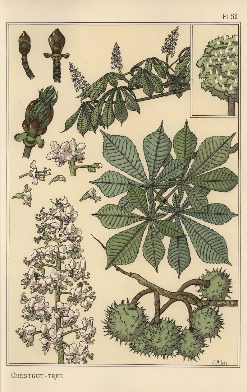 Étude botanique de châtaignier - Eugene Grasset