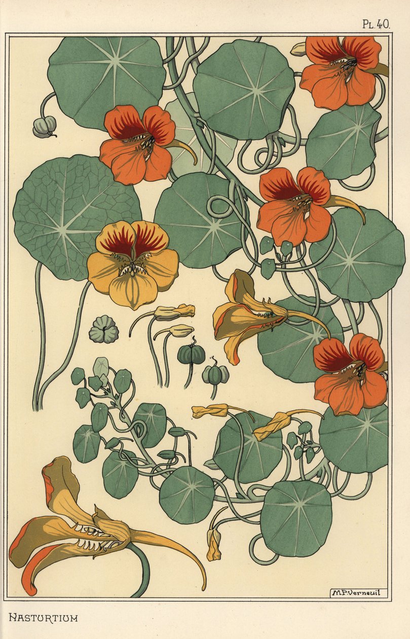 Étude botanique de capucine - Eugene Grasset
