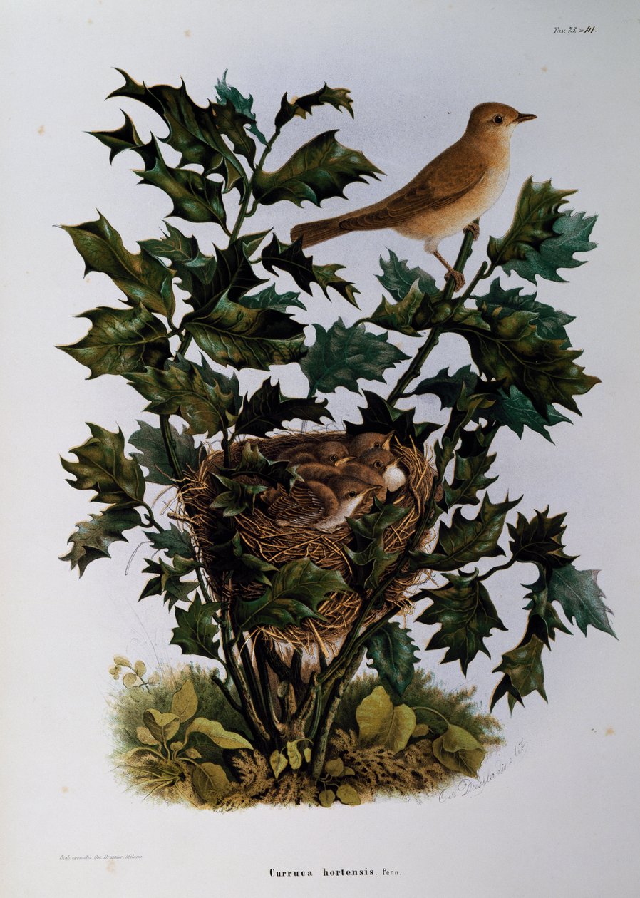 Fauvette des jardins (Sylvia hortensis), gravure par Oscar Dressler, de l