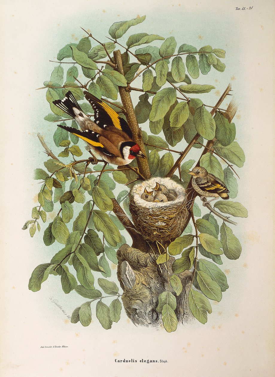 Illustration de l