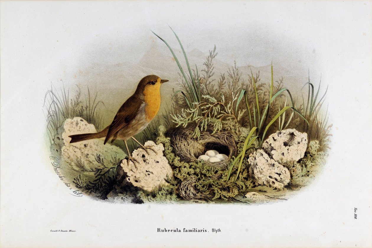 Représentation du rouge-gorge (Rubecula familiaris) (Chromolithographie) - Eugenio and Dressler Oscar  Bettoni