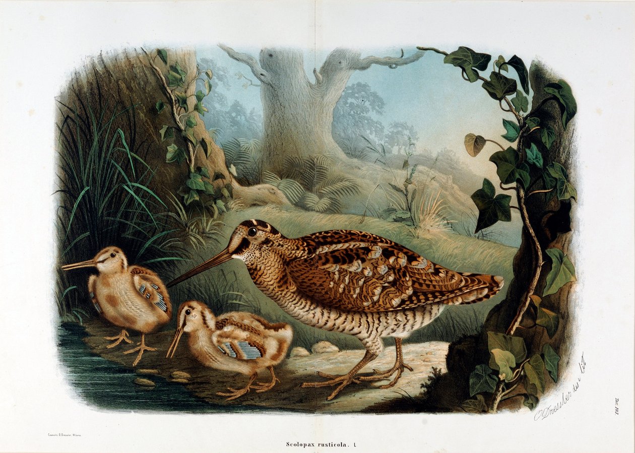 Représentation de la bécasse des bois (Scolopax rusticola) (Chromolithographie) - Eugenio and Dressler Oscar  Bettoni