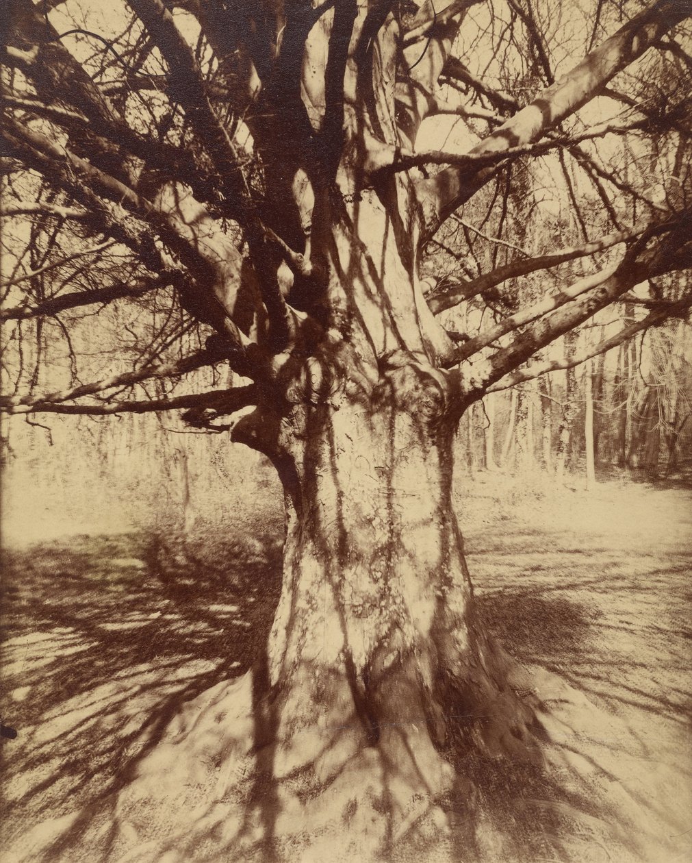 Hêtre - Eugène Atget