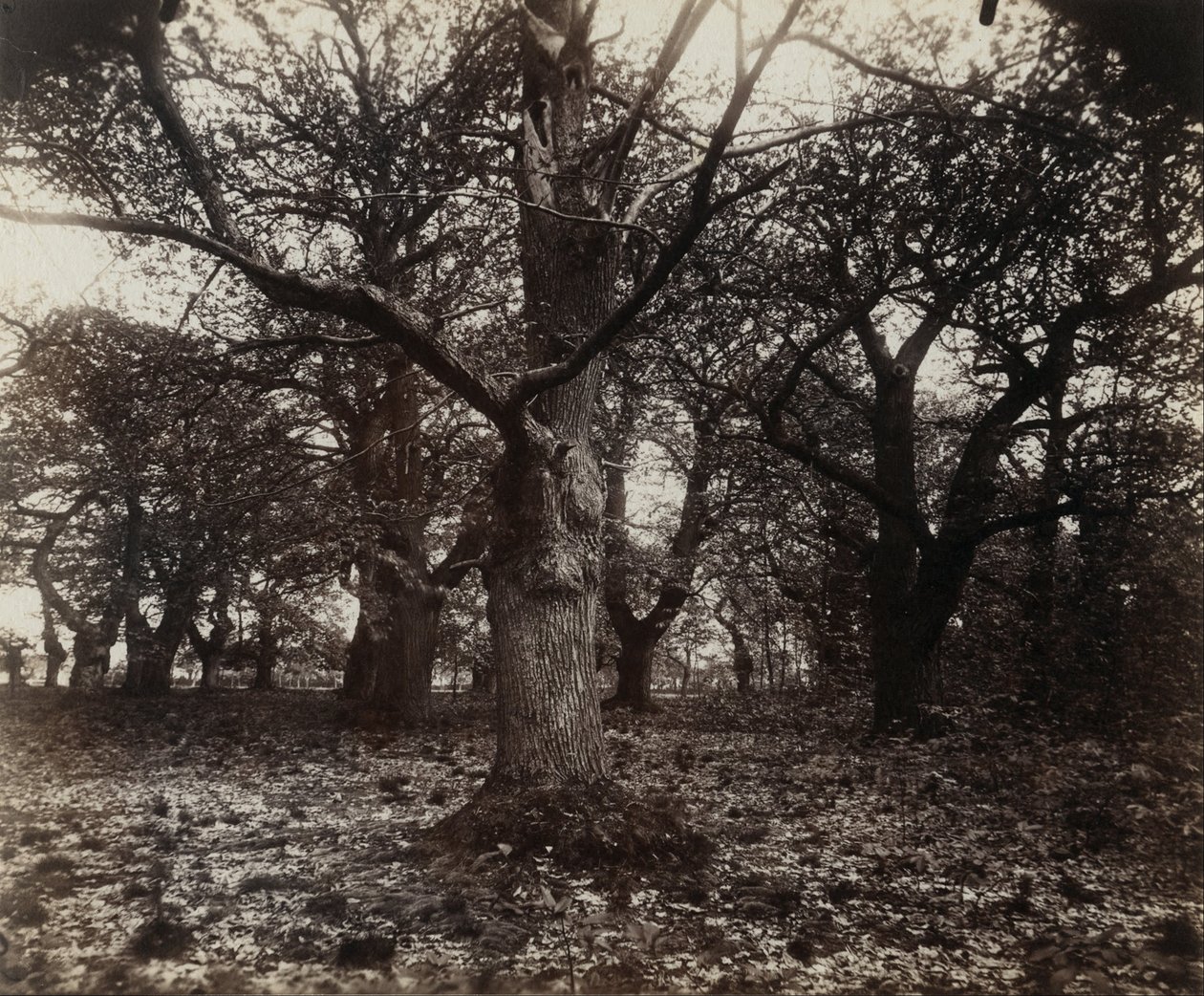 Châtaigniers - Eugène Atget